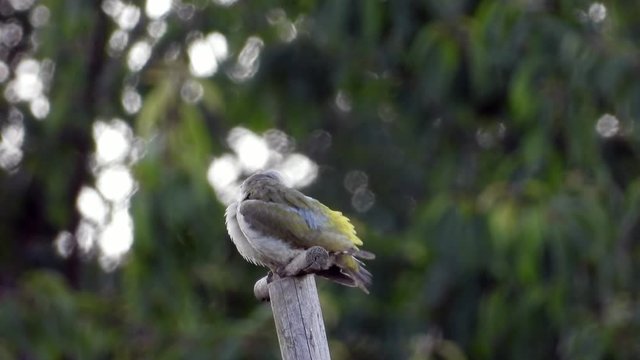 Gr&uuml;nspecht&nbsp;(Picus viridis)