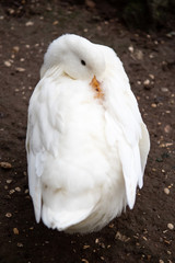 Pato blanco con la cabeza vuelta junto al cuerpo en un parque