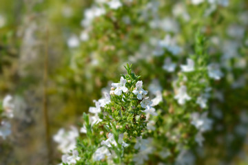 Mountain savory