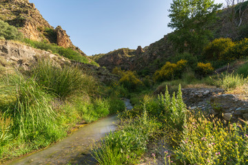 Fototapeta na wymiar water flowing through a river surrounded by vegetation