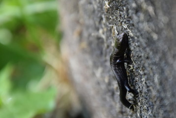 lizard on a log