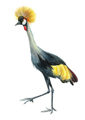 Crowned crane bird a white background, watercolor illustration