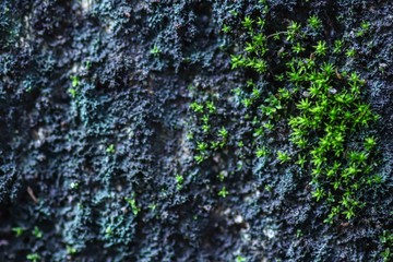 fungus on wall - micro plants 