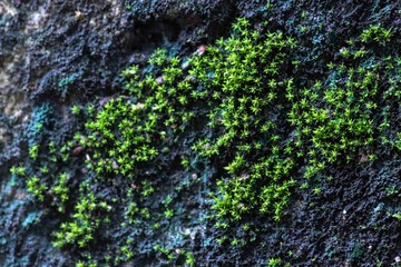 fungus on wall - micro plants 
