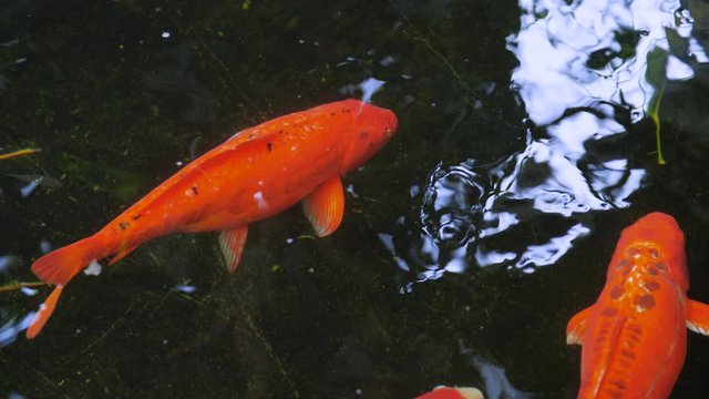 Close up shot of big red koi twin swimming in the garden pond, stands out against dark background. Benigoi. Shusui. Ornamental koi. Pet.