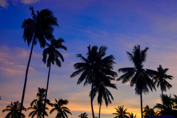 Obraz premium palm trees on the beach during the blue hour