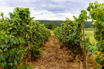 Fototapeta na wymiar Field of french vineyards on a summer day. Travel and wine tasting concept.
