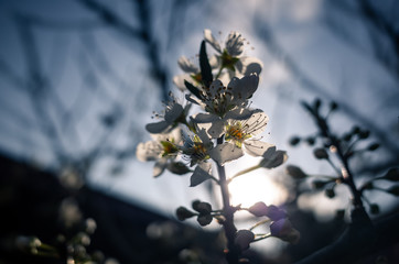 flowers in the sun