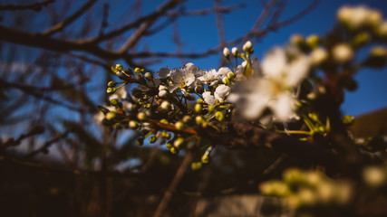 spring in the forest