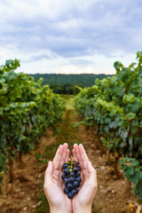 Unrecognizable woman holding a beautiful bunch of black grapes on the countryside in France.