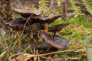 Pilz im Wald zur Pilzbestimmung
