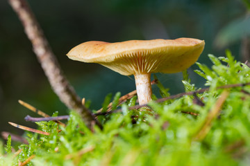 Pilz im Wald zur Pilzbestimmung