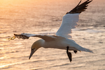 Basstölpel fliegt in Helgoland