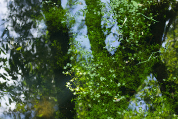 Woda,odbicie,zieleń 