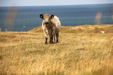 Kuh in Helgoland