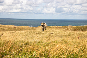 Kuh vor der Nordsee in Helgoland