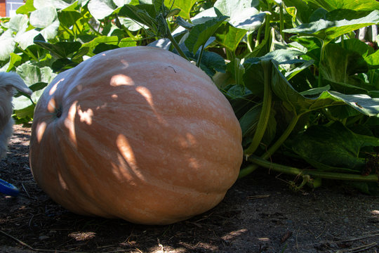 Calabaza gigante