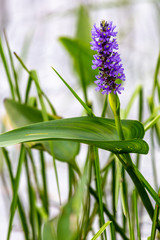 Arrowhead Flower