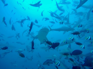 Naklejka premium seven sharks in a school of fish