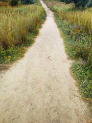 The road between the growing green grass. Country road. Walking path.