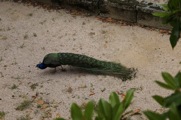 Pavo real