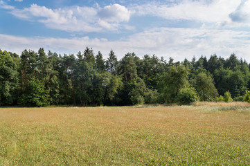 summer landscape meadow and forest border