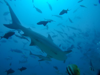 Fototapeta premium large shark swimming away in school of fish