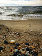 Fototapeta na wymiar Sandy seashore and shells on it. Horizon line between sky and sea.