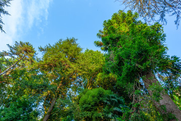 Beautiful view of Batumi Botanical Garden is located near Batumi