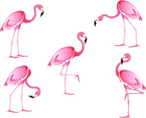 Set of flamingo birds in different poses. Vector cartoon clip art isolated on white background.