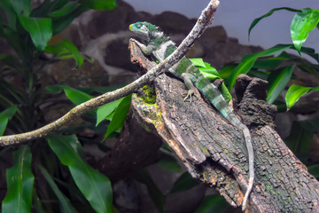 Fiji crested iguana on tree