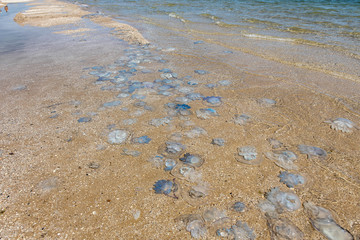 many cornerot jellyfish lie on the seashore after a storm. Bathing hazards