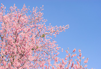 A picture of pink cherry blossom in the garden in spring, with a bright blue sky copy space as the background, blooming natural light.