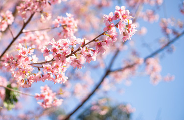 A select focus picture of pink cherry blossom in the garden in spring, with a bright blue sky copy space as the background, blooming natural light.