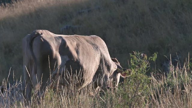 mucca al pascolo