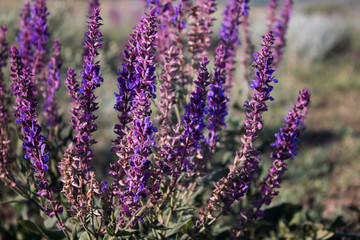 Salvia pratensis. Meadow clary. Honey plant. Copy space