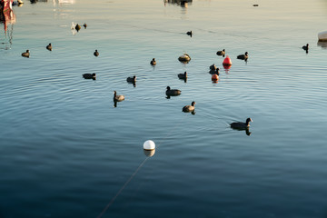 Boats in the sea at sunset and 
cormorant birds. Tuzla, istanbul
