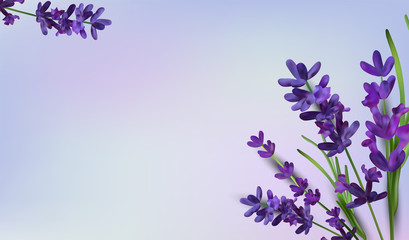 Background of violet bouquets lavender on a purple background. Banner with lavender flowers for perfumery, health products, wedding invitation. Vector illustrations © YustynaOlha