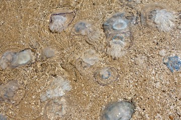 many cornerot jellyfish lie on the seashore after a storm. Bathing hazards