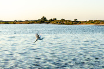 Wild steppe stork flies over the sea. Reserve for rare bird species