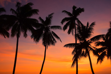 Fototapeta na wymiar palm trees at sunset in Fiji
