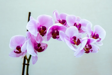 Fototapeta na wymiar pink orchid on a white background