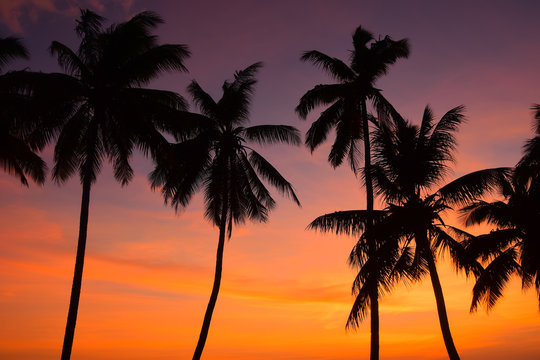 palm trees at sunset in Fiji