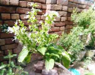 Green leaf on outdoor background