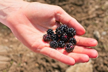 Outstretched woman's hand with blackberries