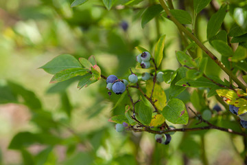 Blueberry bush fragment with berries