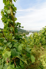 Fototapeta na wymiar Beatiful view on the river mosel in Germany Rhineland-Palatinate