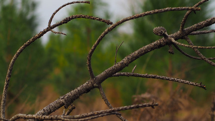 Branchages de pin tombé à terre, probablement à cause du vent.  Une pigne y est encore fermement accrochée
