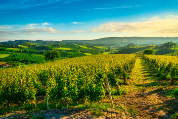 Naklejka premium Langhe vineyards sunset panorama, Grinzane Covour, Piedmont, Italy Europe.