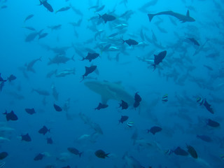 single shark swim through shoal of fishes